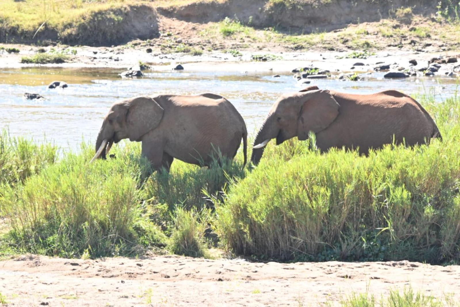 Buckler'S Africa Lodge Kruger Park Komatipoort Luaran gambar